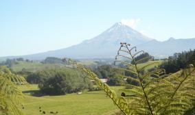 taranaki deals